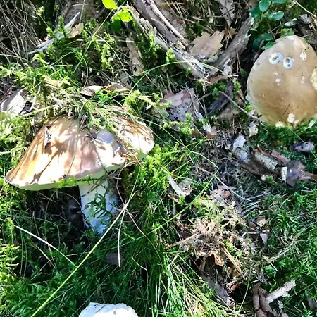 Hotel-pension Zum Bierhaus 3* Rötenbach