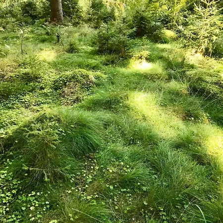 Hotell Hotel-pension Zum Bierhaus